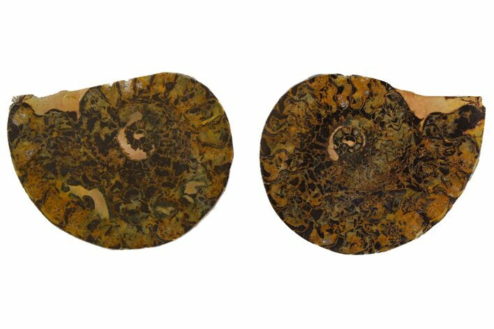 1.9" Iron Replaced Ammonite Fossil Pair - Morocco